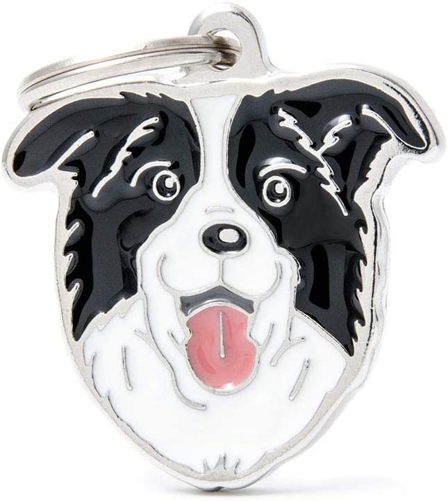 BORDER COLLIE