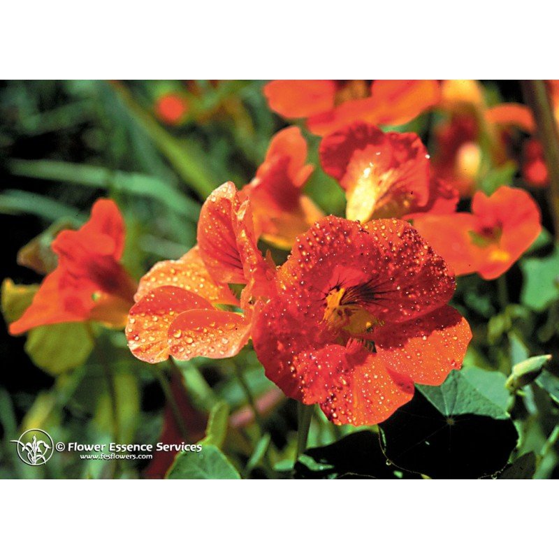 Natur Nasturtium (Tropaeolum Majus) Essenze Californiane 7,4ml