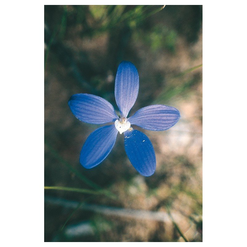 Blue China Orchid Essenze Floreali Australiane 15ml