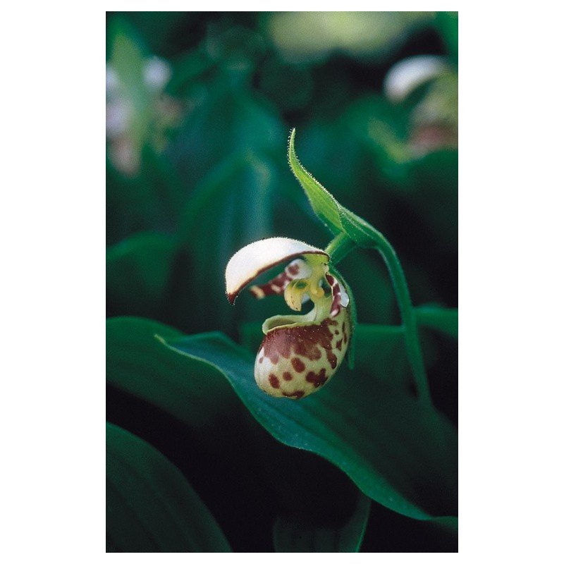 Northen Lady's Slipper Essenze Floreali DellAlaska 7,4