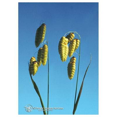 Quaking Grass Ess 7,4ml Calf